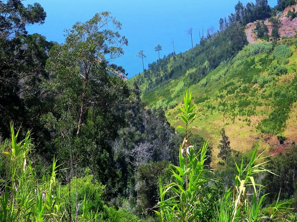 Shaded pine and eucalyptus woodland pathway along Levada Calheta-Prazeres