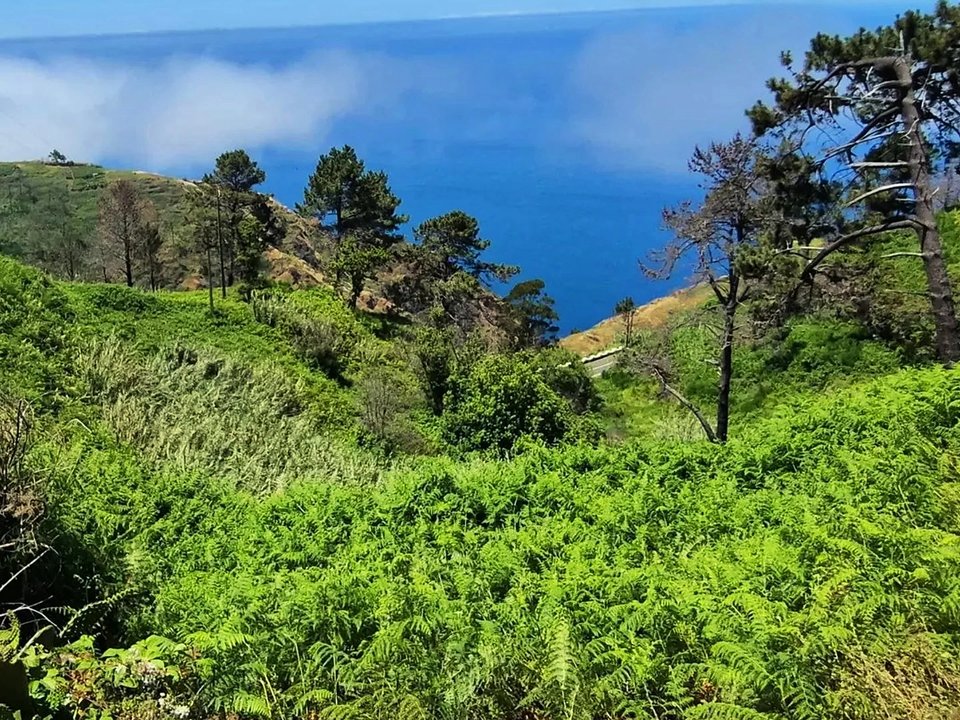 Open water channel and flowering agapanthus along Levada Calheta-Prazeres