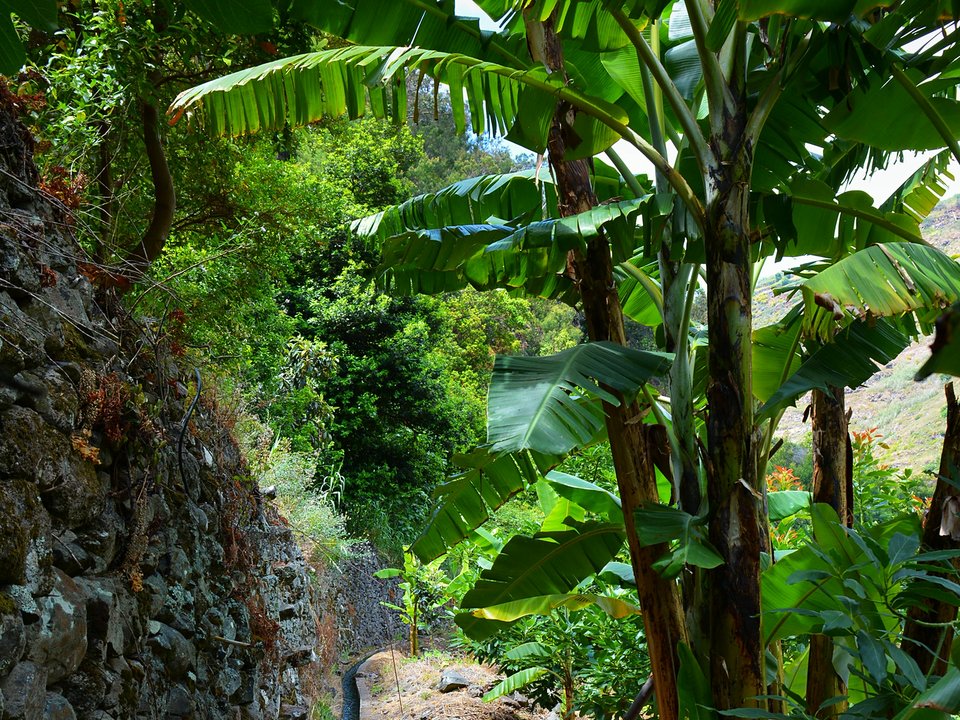 Shaded watercourse bench along the 2.5 km alignment of Levada da Corujeira between Sítio da Terça, Ribeira da Tabua and Sítio da Achada, Tabua