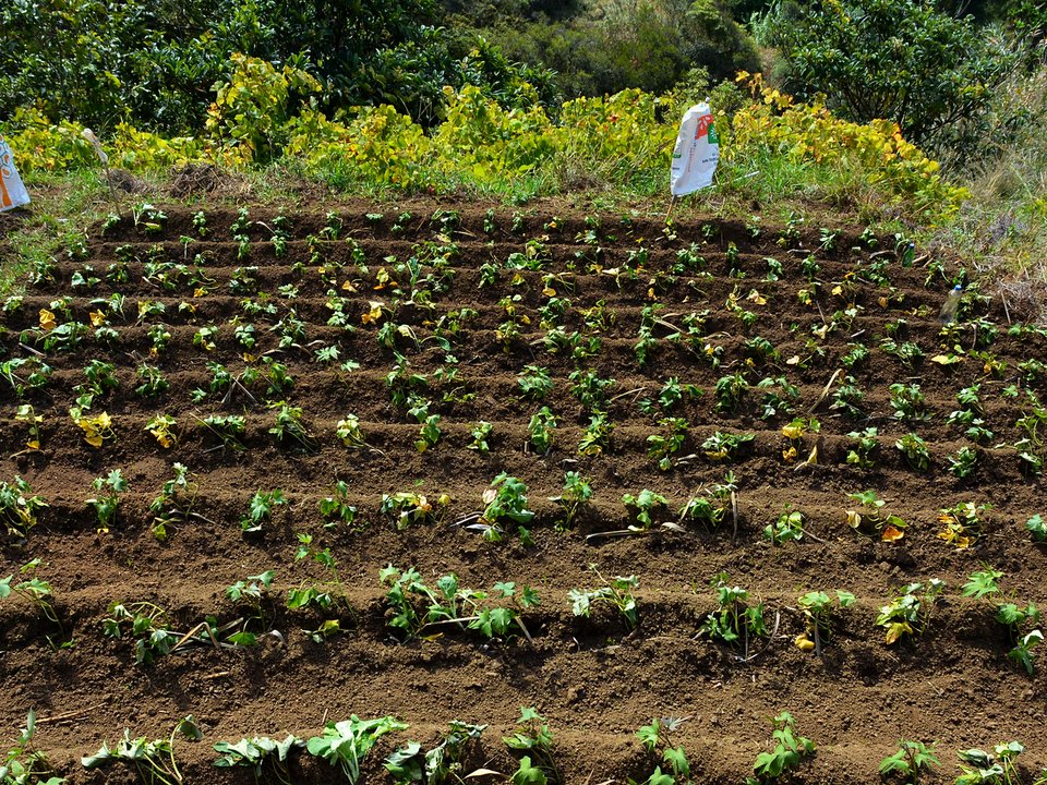 Sweet potato terrace (poio de batata-doce, Ipomoea batatas) irrigated by Levada da Fajãzinha in Boaventura
