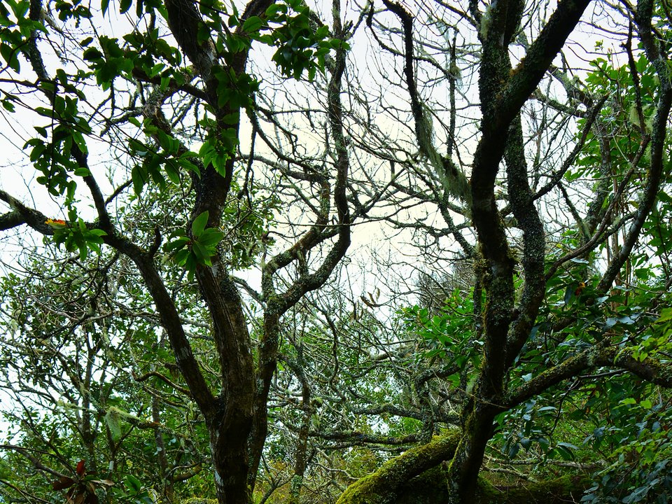 Shaded watercourse bench along the 6 km alignment of Levada da Portela between Levada do Furado / Casa de Água dos Lamaceiros and Cabeço da Lapa, Maiata, Porto da Cruz