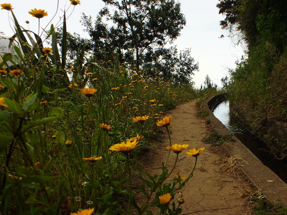 Shaded watercourse bench along the 11.5 km alignment of Levada da Referta between Ribeira de São Roque do Faial and Sítio do Pinheiro, Porto da Cruz