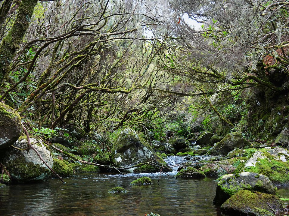 Shaded watercourse bench along the 4 km alignment of Levada da Serra da Ponta do Pargo between Ribeira dos Moinhos and Sítio da Corujeira / Levada Nova, Ponta do Pargo
