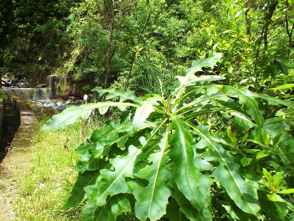 Contouring irrigation conduit of Levada da Silveira approaching Feiteira de Cima in Santana