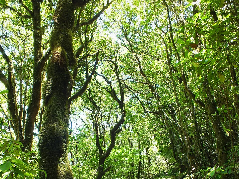 Contouring irrigation conduit of Levada do Brasileiro approaching Portas da Vila, Ribeira da Janela in Porto Moniz