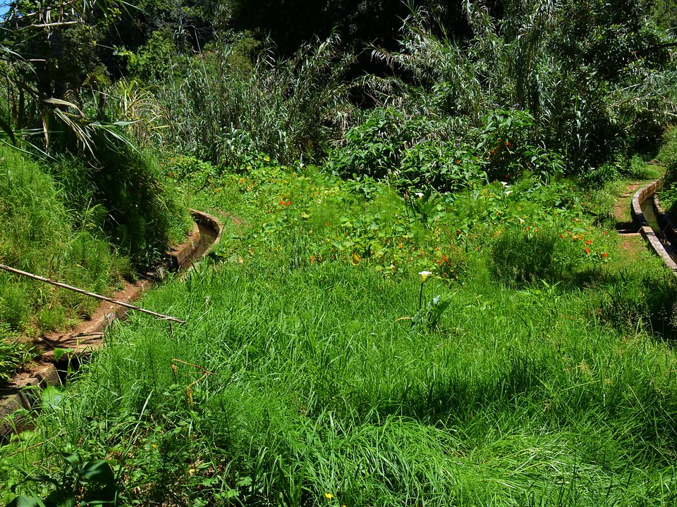 Traditional thatched house and palheiros at the terminus of Levada do Cantinho in Sítio do Pinheiro, Santana (365 m)