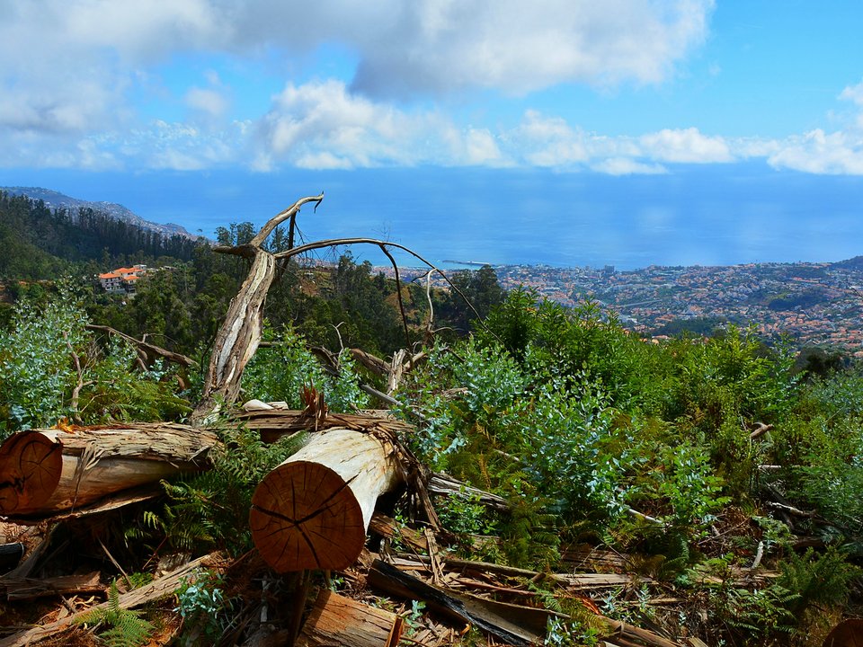 South-coast view over the Funchal amphitheater from Levada do Lombo de Dona Isabel in Santo António