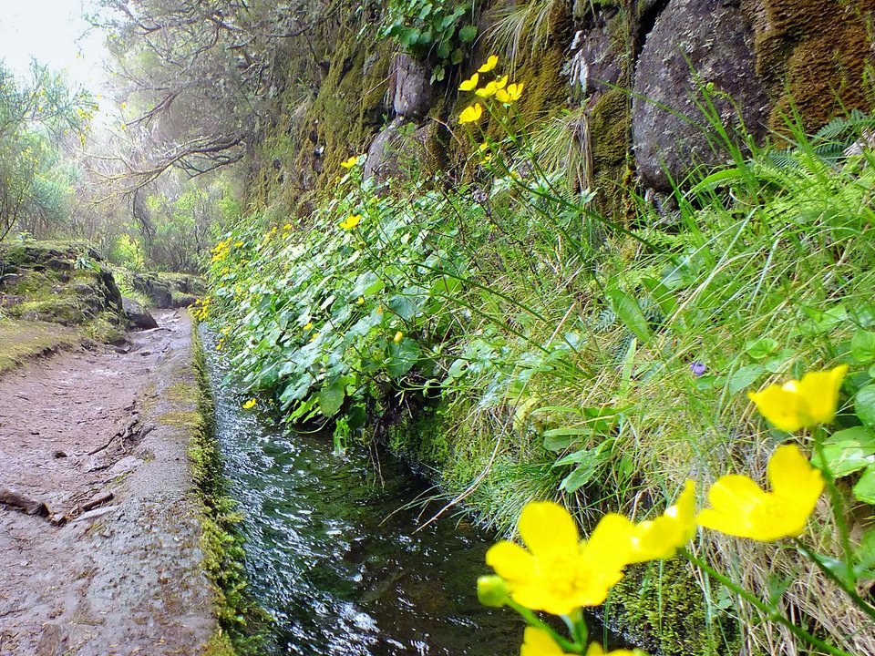 Shaded watercourse bench along the 3.8 km alignment of Levada do Moinho, Paul da Serra between Ribeira do Lajeado / Ribeira da Janela and Câmara de Carga do Paúl