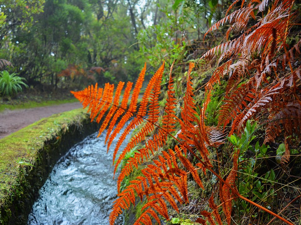 Contouring irrigation conduit of Levada do Moinho, Paul da Serra approaching Câmara de Carga do Paúl in Paul da Serra