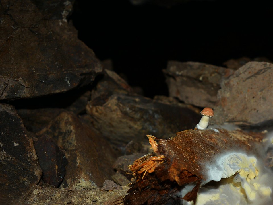 Subterranean fungi growing on timber supports hundreds of meters inside the Pico Ruivo tunnel (Túnel dos Carris)