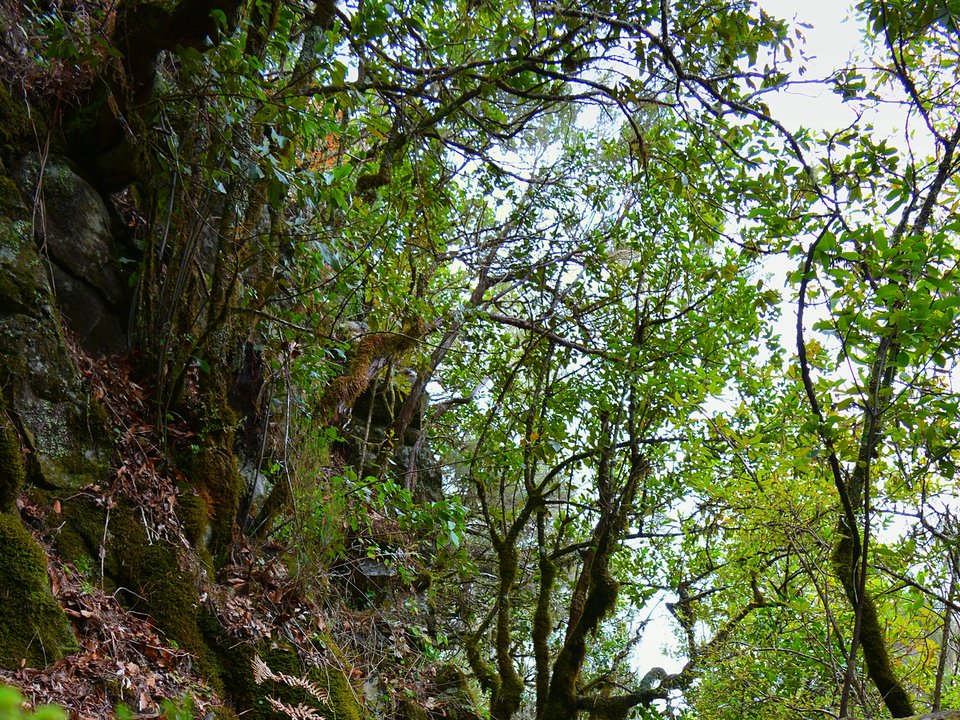 Shaded watercourse bench along the 1.25 km alignment of Levada do Poço do Bezerro between Ribeiro do Poço do Bezerro and Levada do Furado / Levada da Serra do Faial