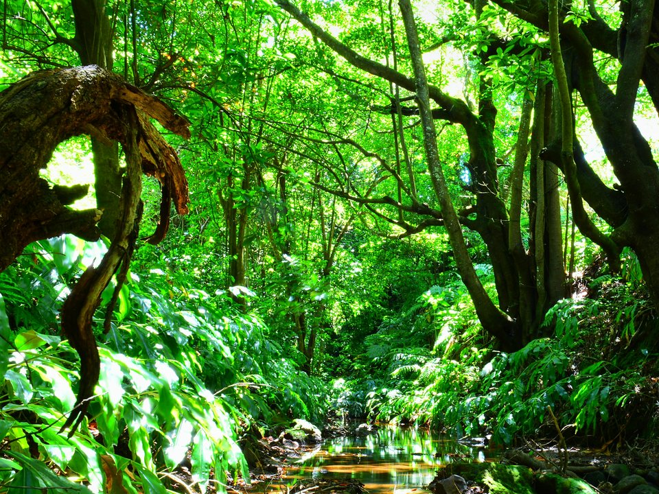 Masonry water channel and inspection path of Levada do Rochão near Ribeira de Santo António in Santana