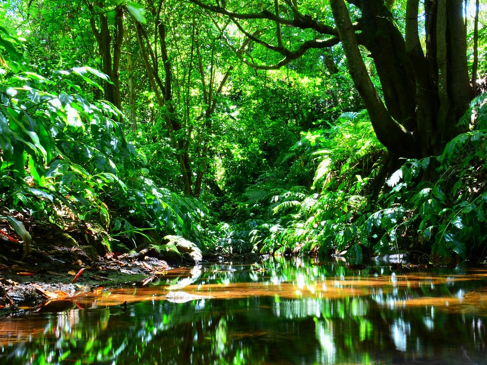 Shaded watercourse bench along the 1.5 km alignment of Levada do Rochão between Ribeira de Santo António, Santana and Rochão, Santana