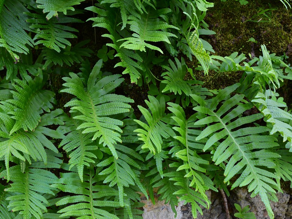 Exposed upper rock ledge of Levada do Teixo approaching the intake gorge