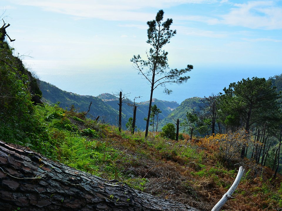 Achada do Limão perched in the deep inner gorge (funduras) of Ribeira da Ponta do Sol