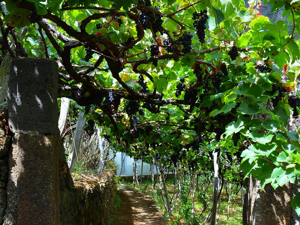 Water intake (madre) of Levada do Vimieiro on Ribeira do Passo do Lanço (380 m)