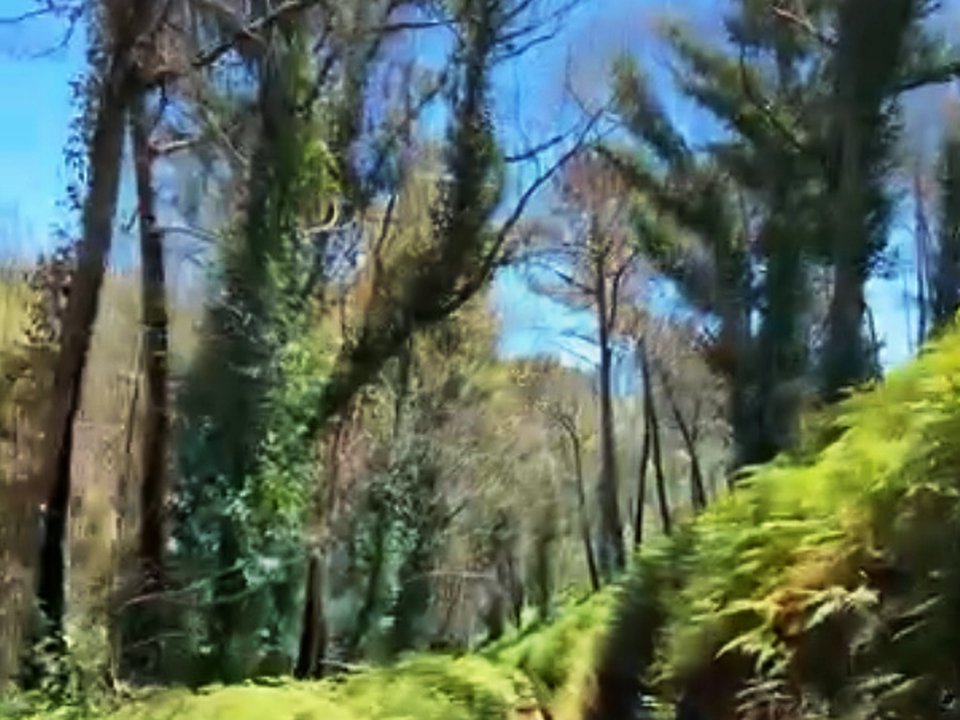 Shaded levada walkway and quiet agricultural countryside in Calheta