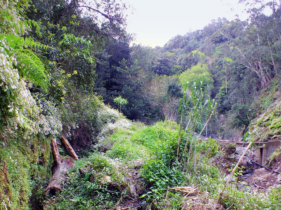 Agricultural bench of Levada Nova de Machico contouring above the eastern Machico valley