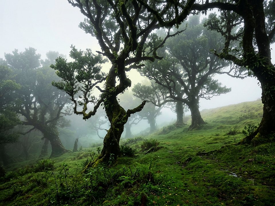 Atmospheric mist drifting through ancient twisted 500-year-old Til trees in Fanal