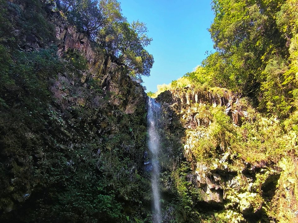 Lush endemic ferns and ancient laurel trees shading the secluded river ravine