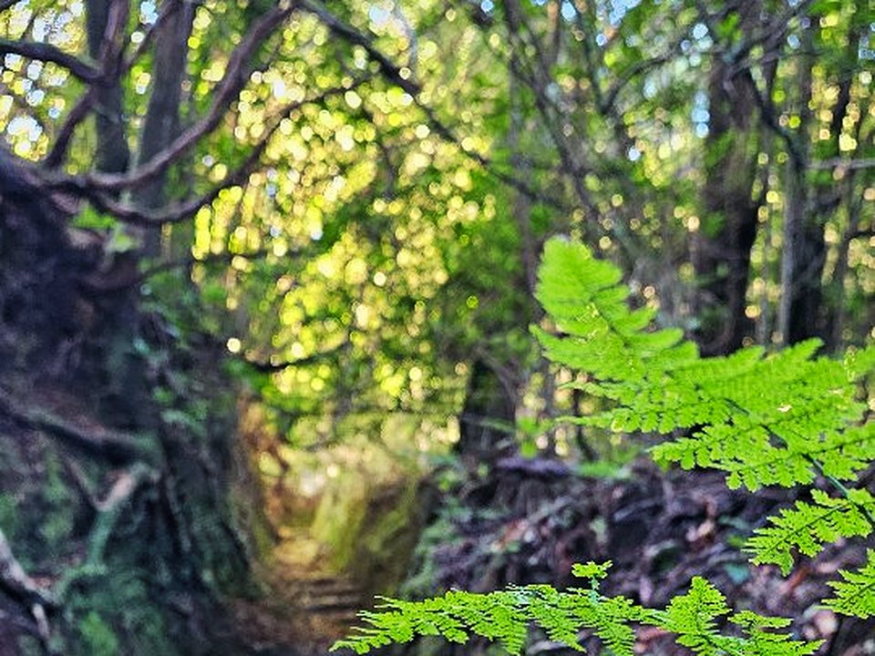 Ancient Laurissilva canopy and moss-covered forest trail on PR 1.1