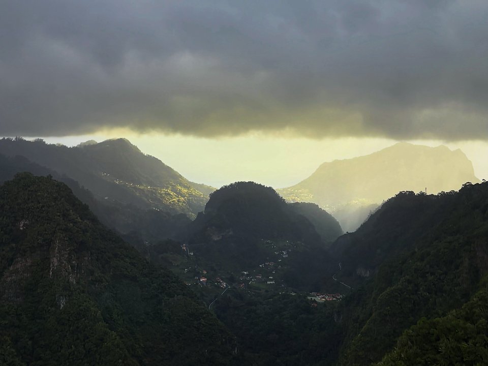 Endemic Madeira chaffinches and mossy tree canopy along the easy Balcões trail