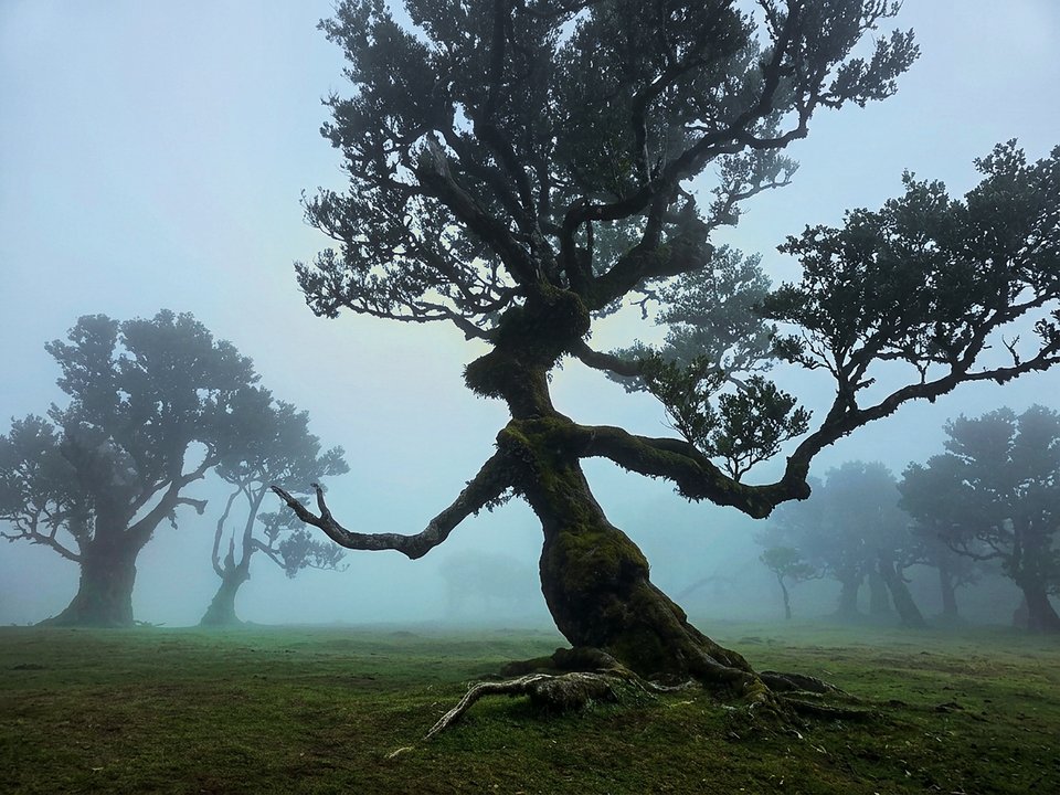 Ancient twisted centuries-old Til trees (Ocotea foetens) in mystical Fanal forest on PR 13