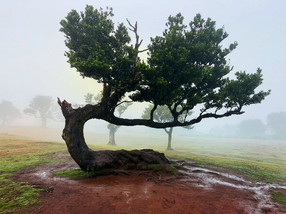 Atmospheric mist and fog rolling through the legendary laurel forest of Fanal