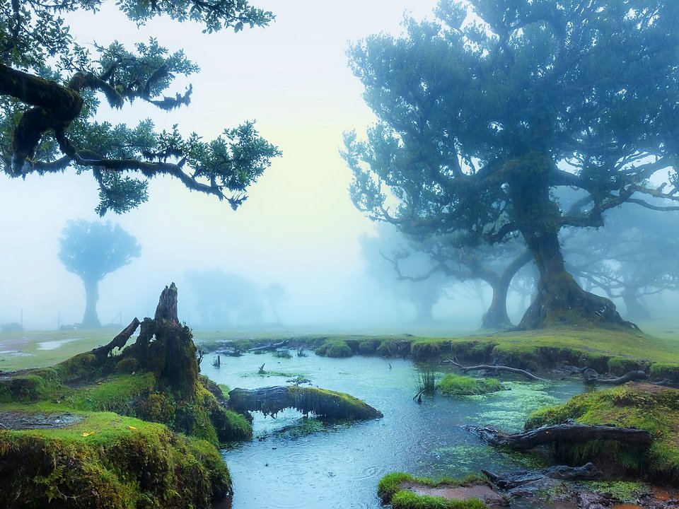 Open volcanic pasture and ancient laurel grove atop the Paul da Serra plateau