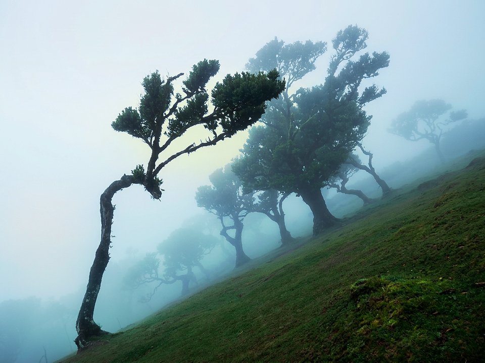Lush moss-draped branches and fairy-tale trees in the UNESCO Laurissilva at Fanal