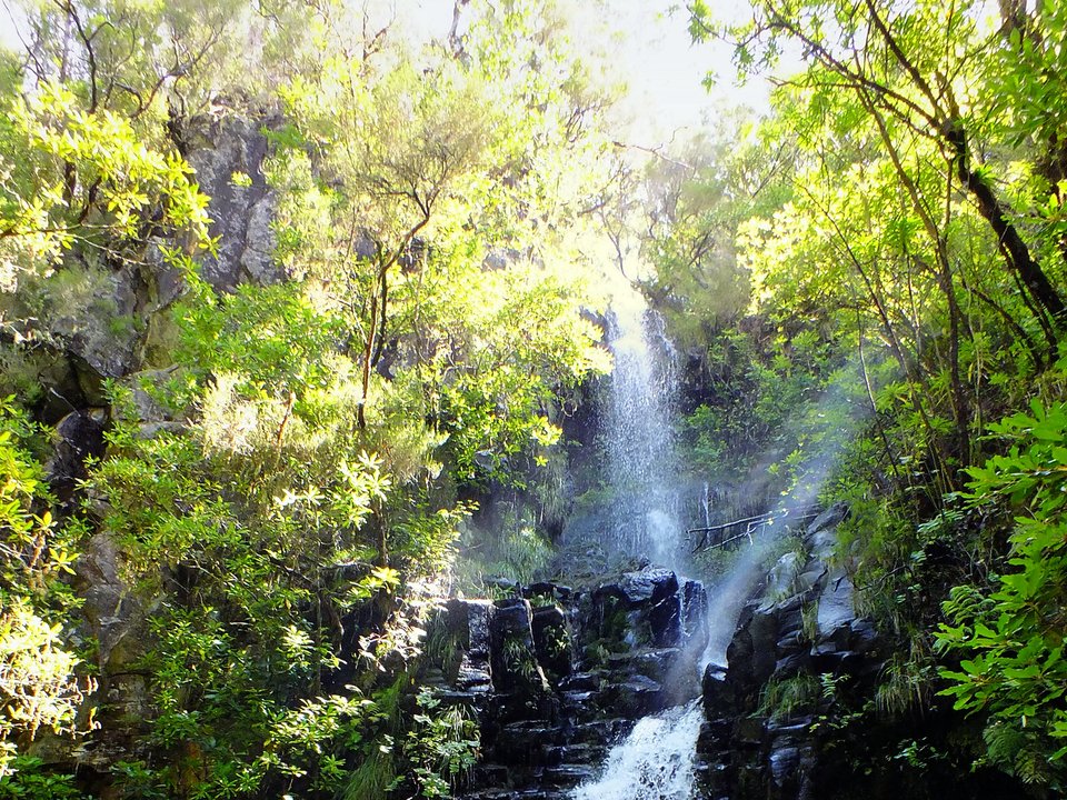 Horseshoe bend of the stone-lined Levada dos Cedros channel under primary Laurissilva canopy on PR 14