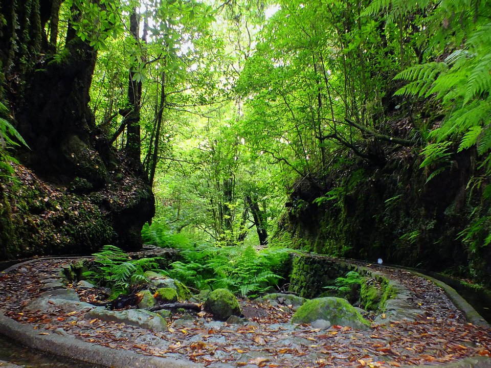 Mossy woodland cut and leaf-strewn earthen path beside the narrow water channel on PR 14