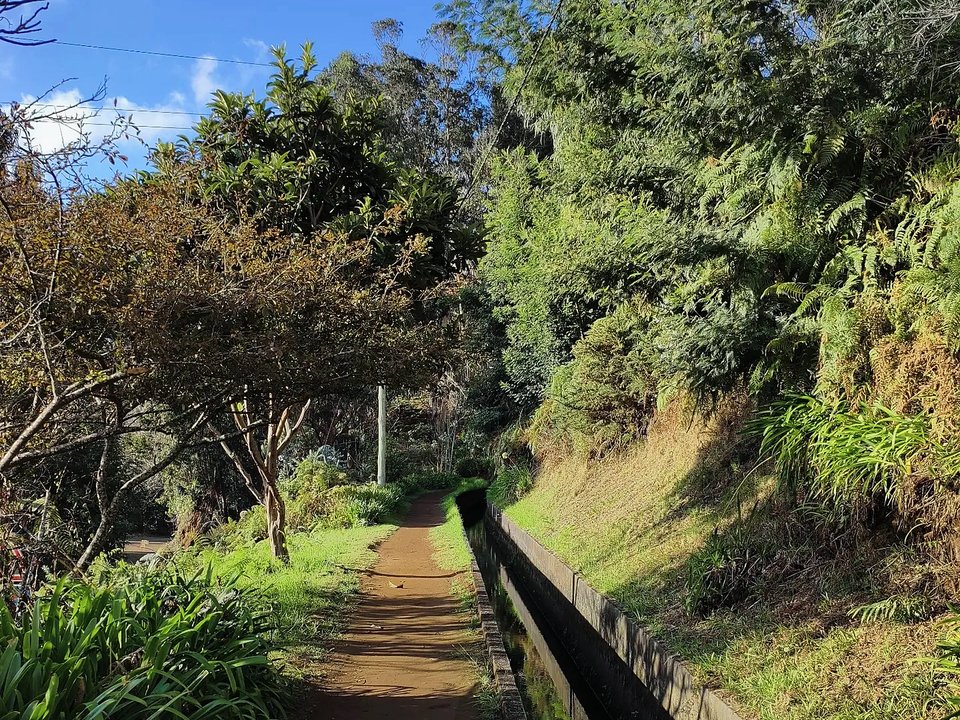 Forested switchbacks descending through native Laurissilva into the canyon