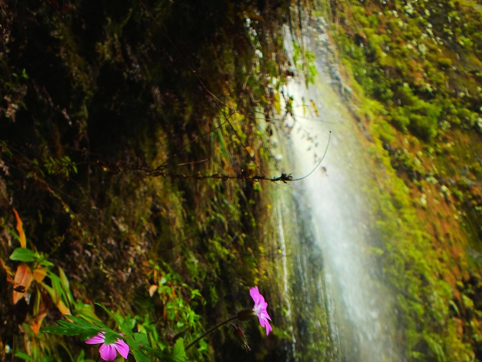 Native Madeira stock — Matthiola maderensis — blooming in canyon sunlight along PR 16