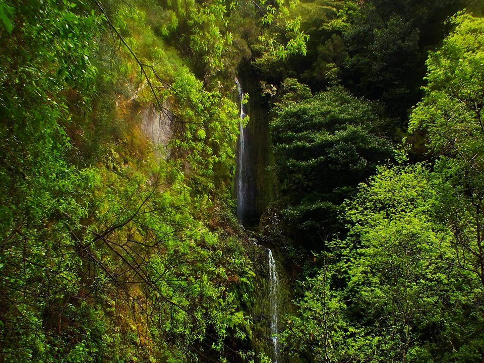 Pasarela curva de losas de basalto rodeando un contrafuerte rocoso musgoso en el PR 16 Levada Fajã do Rodrigues