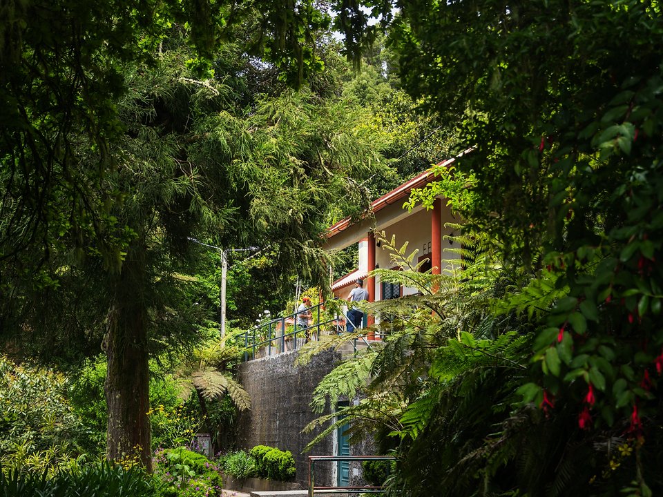 Moss-lined levada and tunnel entrance traversing the rugged Folhadal cliffs