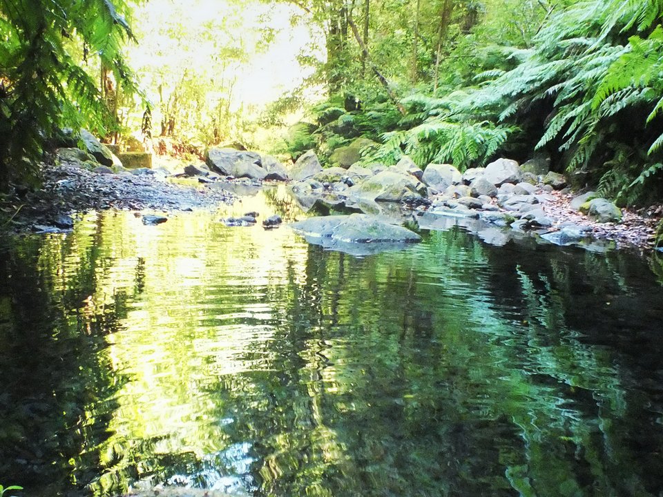 Tranquil stream pool reflecting native Laurissilva ferns at the Ribeiro Bonito headwaters on PR 18