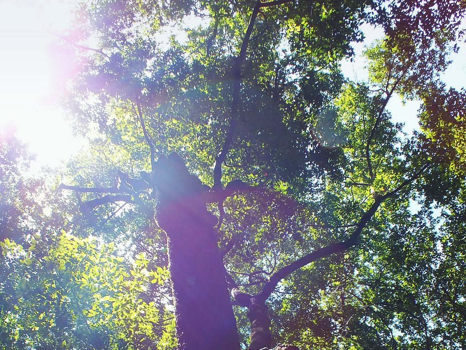 Multi-trunked native laurel canopy rising above the Levada do Rei channel in São Jorge on PR 18