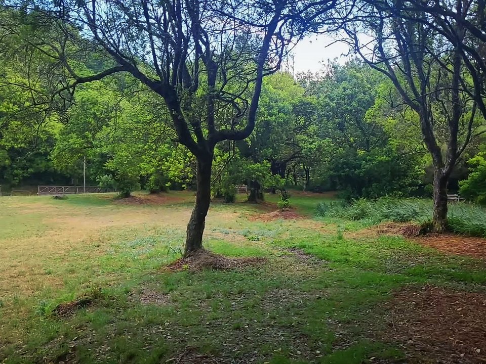 Shaded woodland trail winding beneath mature laurel and stinkwood trees