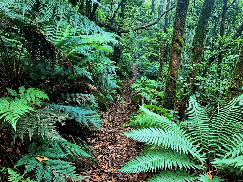 Mossy stone pathway and peaceful woodland glade in the Laurissilva of Chão dos Louros