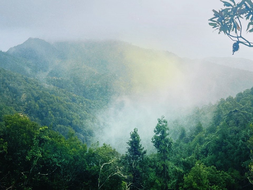 Verdant Macaronesian laurel forest along PR 5 Vereda das Funduras