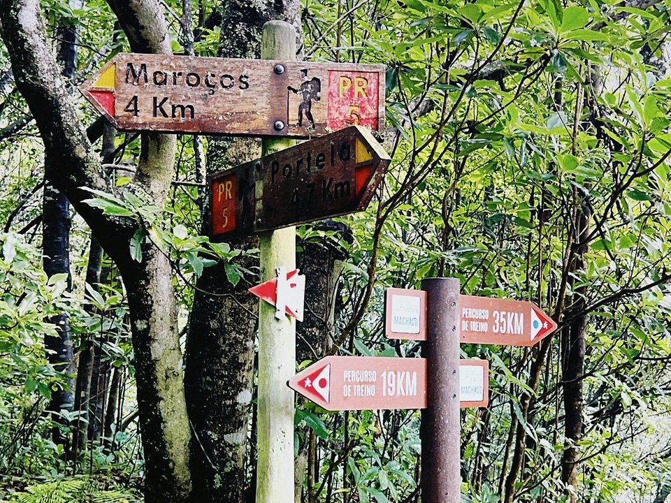 Forest trail bench winding through ancient stinkwood and laurel trees in Machico
