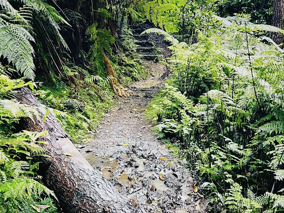 Shaded woodland track and endemic ferns near Casa das Funduras on PR 5