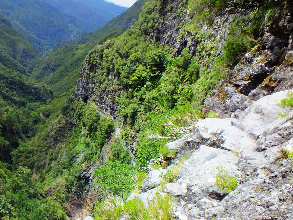 Paved footpath and yellow-flowering Musschia aurea along the canyon wall on PR 6.1 Levada do Risco