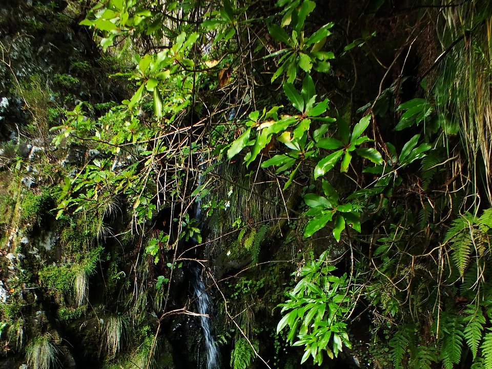 Moss-covered levada retaining wall and tree-root steps under Laurissilva canopy on PR 6