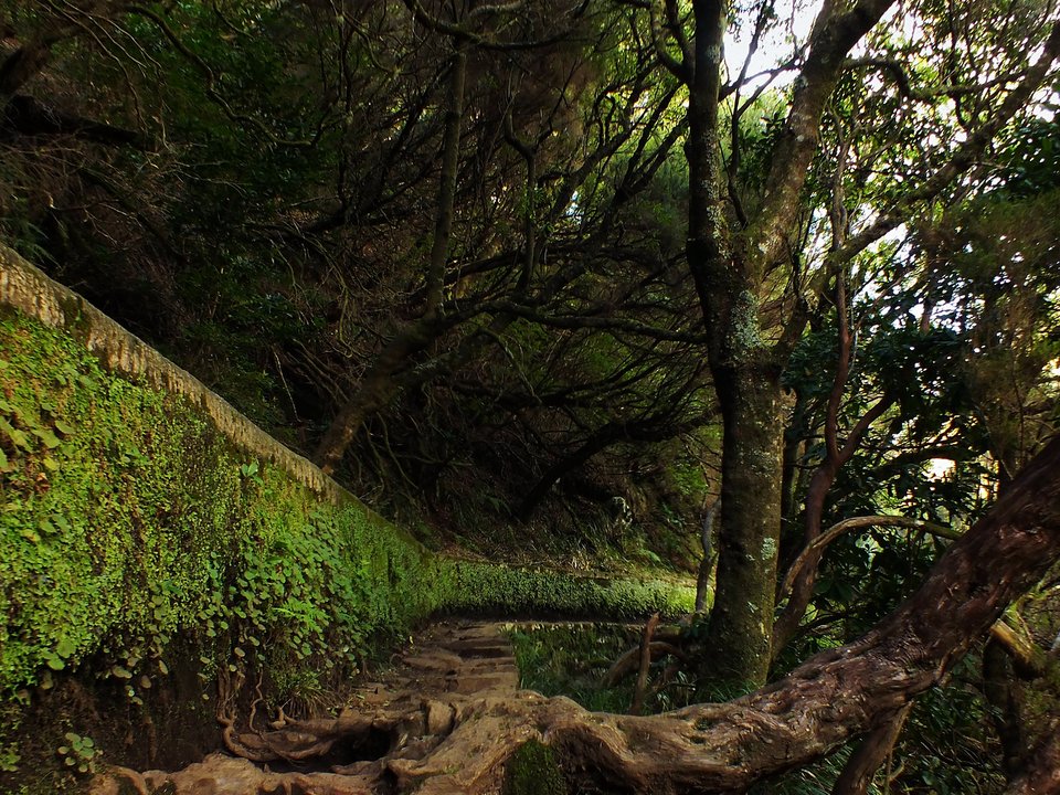Twisted tree-heath trunk arching across the Levada das 25 Fontes channel in Rabaçal