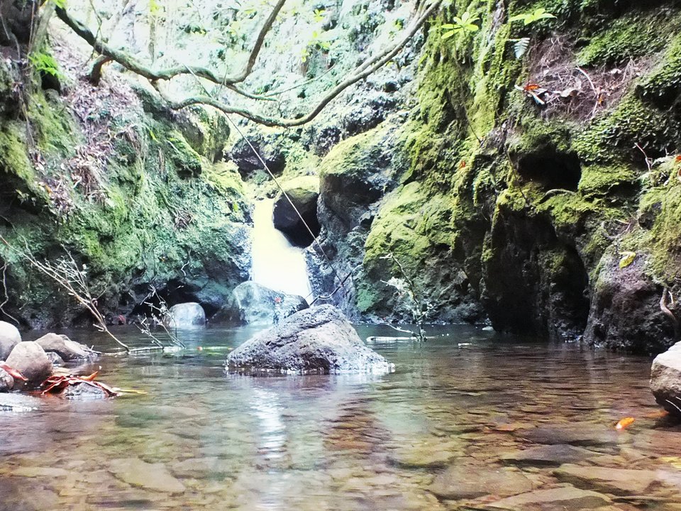 Fern-bordered watercourse and forest footpath between Ribeira da Cruz and Lamaceiros on PR 7