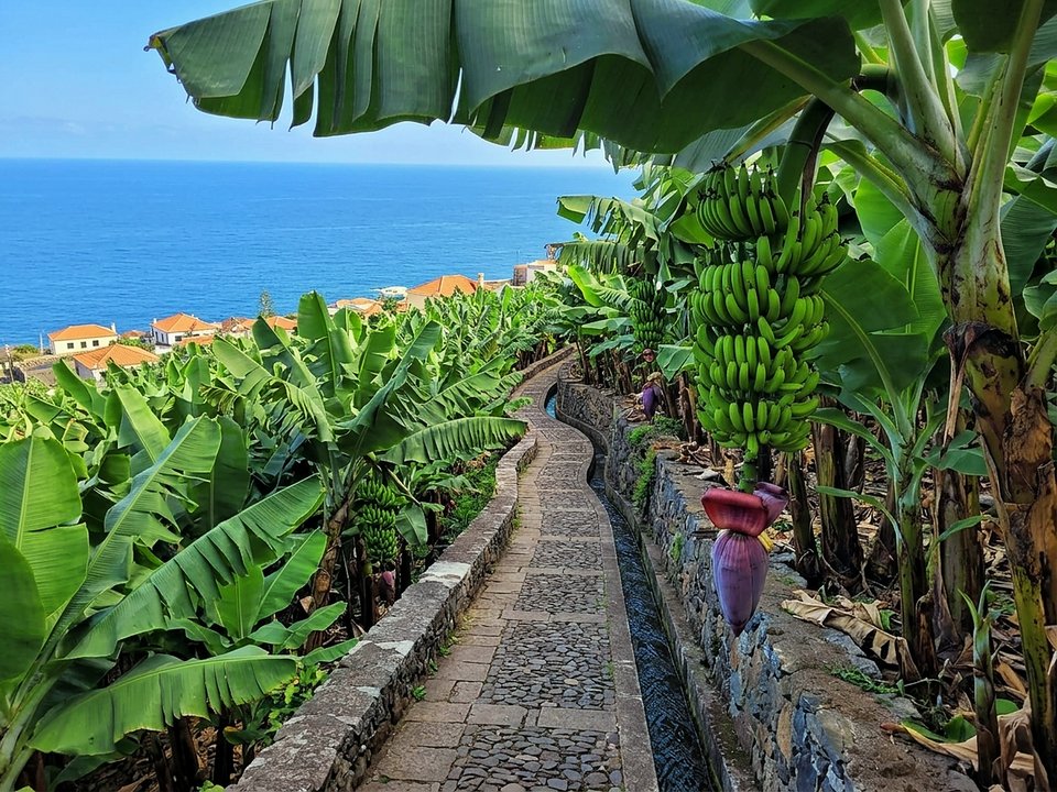Charming agricultural walk through lush green banana groves and traditional stone channels in Madalena do Mar