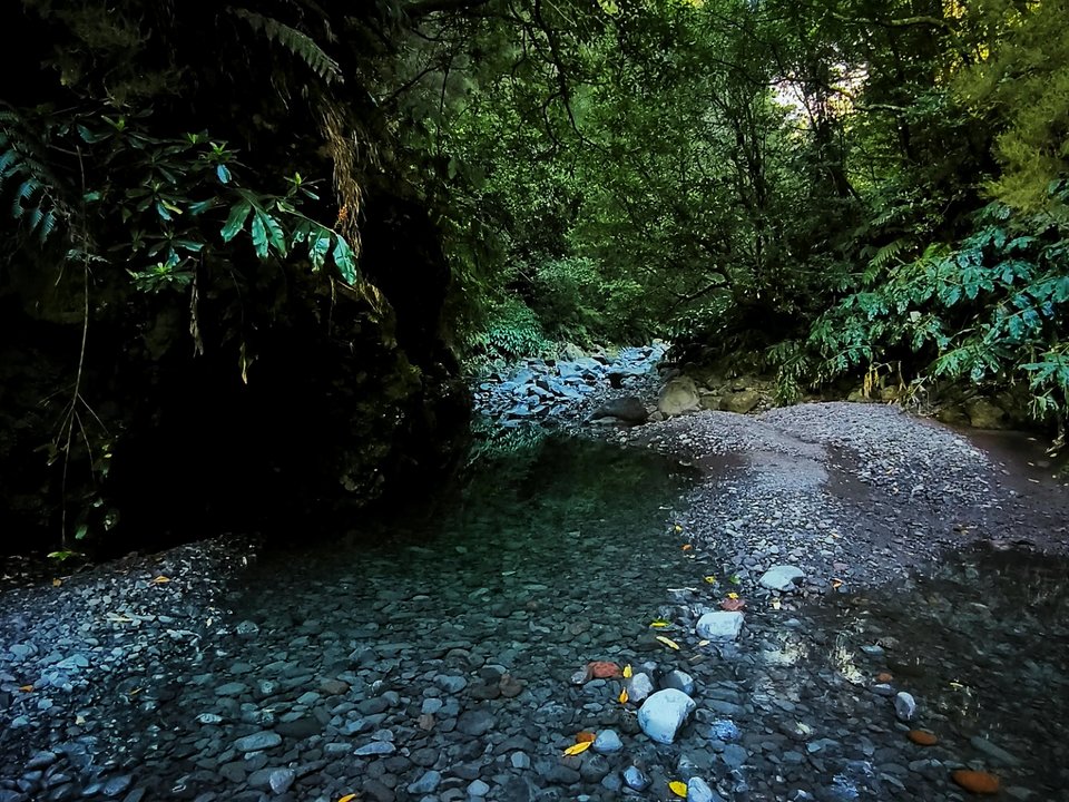 Moss-carpeted stone trail and native Laurissilva trees along the secluded stream