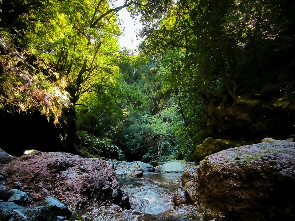 Lush subtropical vegetation and rocky gorges in the mountains of Porto Moniz